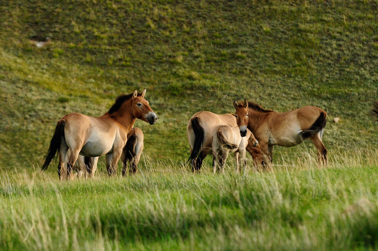 Get around in Mongolia: Horseback