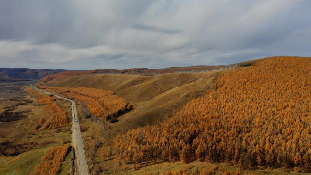 A golden landscape during the Autumn in Mongolia