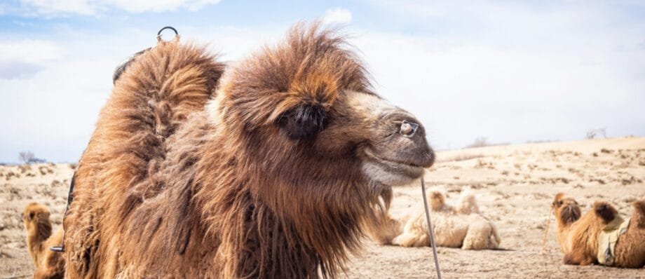 Photo of a camel in the middle of the Gobi desert